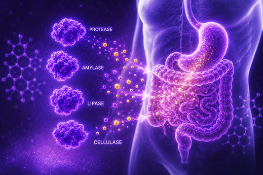Why Metabolic Enzymes Matter for Nutrient Absorption